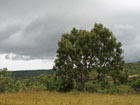 Tena Kourou, 749m  highest point of Burkina Faso