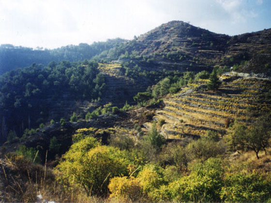 Hills around the Village of Agros