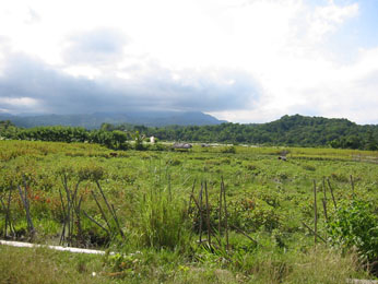 East Timor Countryside