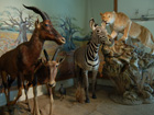 Bourges Animaux Empailles