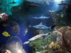 Aquarium de la Rochelle