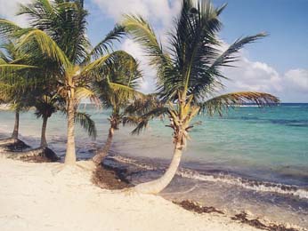 Beach in Guadeloupe