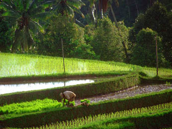 Pupuan, Bali Rice Terrace