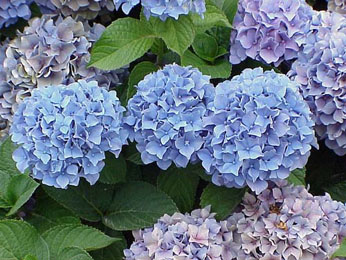 Hortensias are all over Jersey 