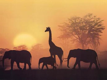 Buy Sunset in Kenya