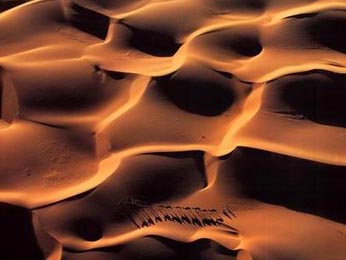 Buy Dromadaires in Mauritania