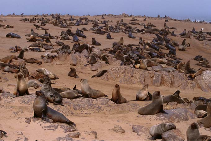 Seals at Cape Cross