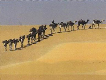 Buy Salt Caravan