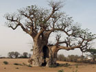 Tree near Nepen Diakha