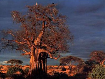 Buy Mountain in Tanzania