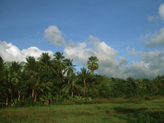 Landscape at Samui