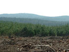 Mount Driskill, highest Point pf Louisiana