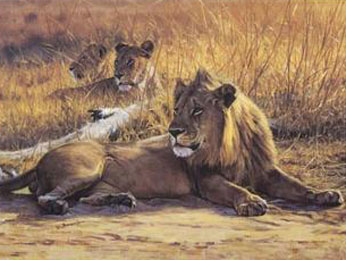 Buy Lion